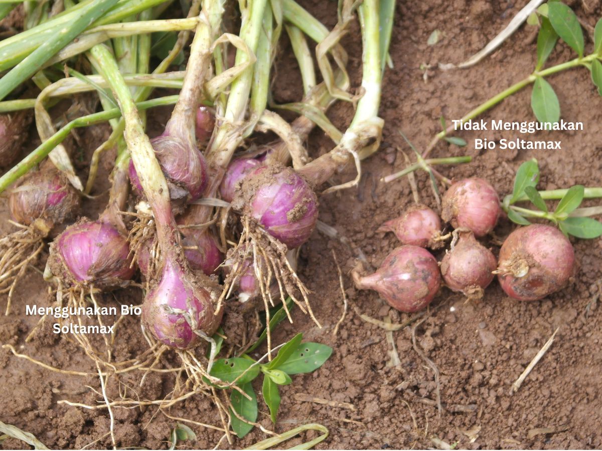 Testimoni Bio Soltamax pada Bawang Merah - Pak Yana