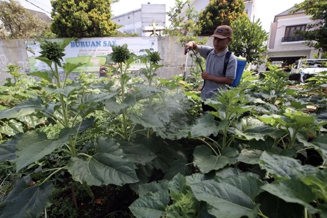 Petani menggunakan pupuk organik Bio Soltamax